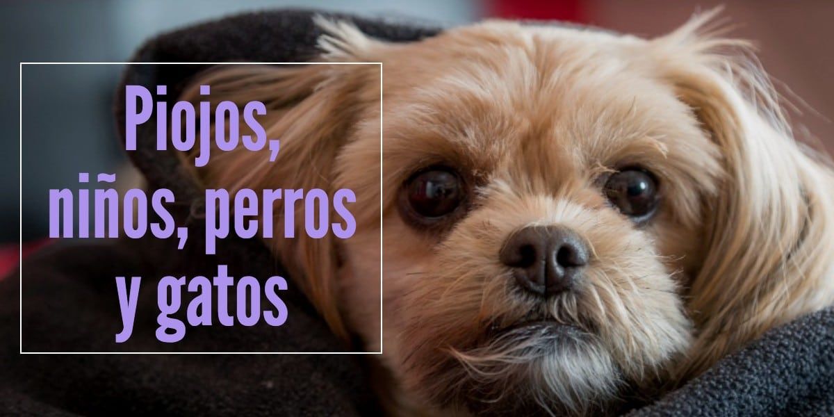 Niños con perros y gatos